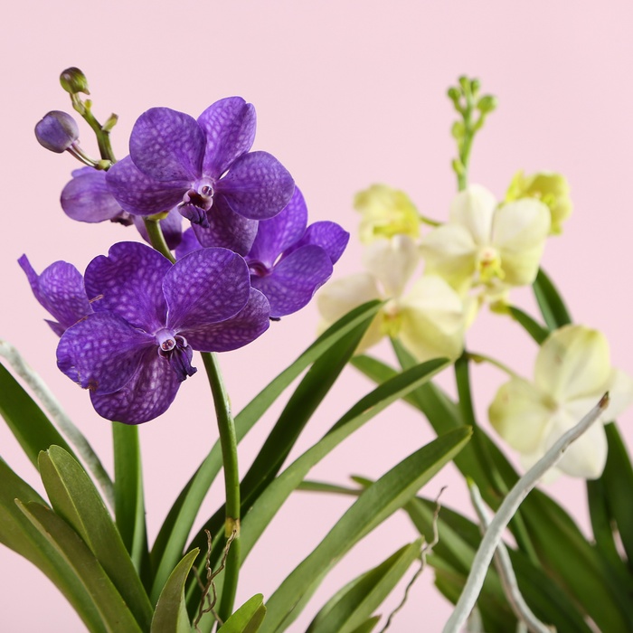 Орхидея Ванда