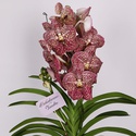 Орхідея Ванда кімнатна