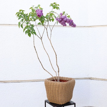 Сирень в горшке