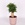 Фікус (Ficus Benja. 'natasja') в горщику