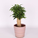 Фікус (Ficus Benja. 'natasja') в горщику