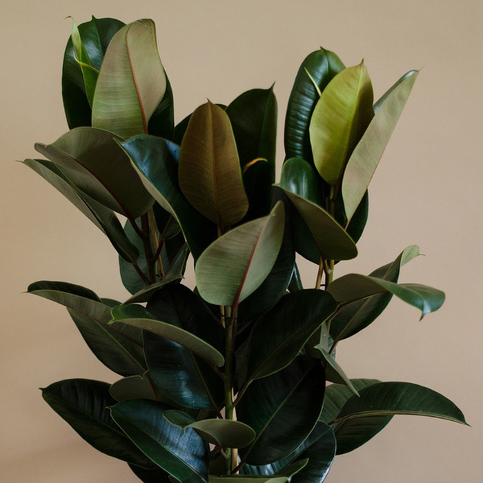 Фикус Robusta в горшке