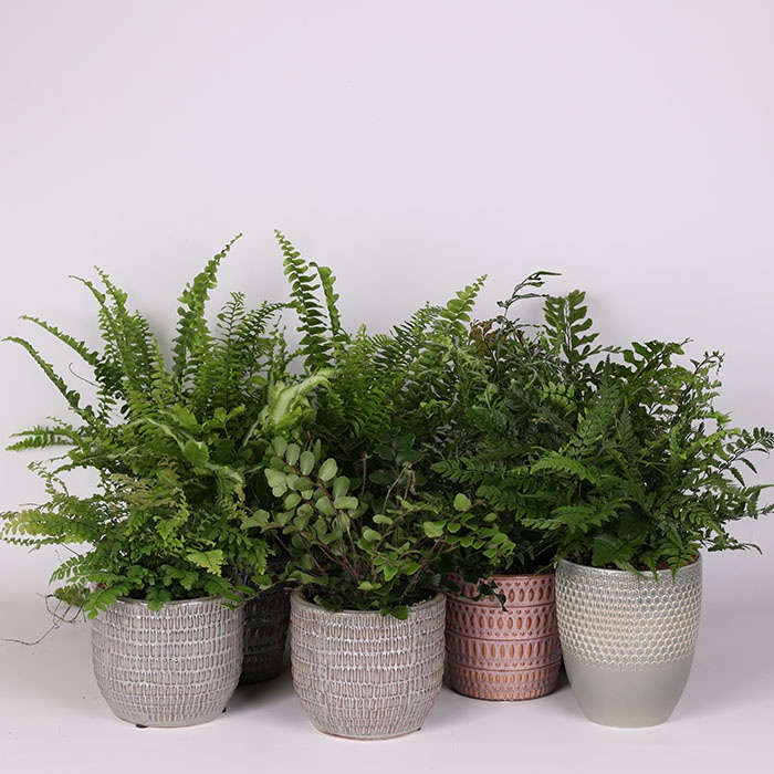 Папороть Ferns mixed в горщику