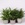 Папоротник Ferns mixed в горшке