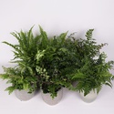 Папороть Ferns mixed в горщику