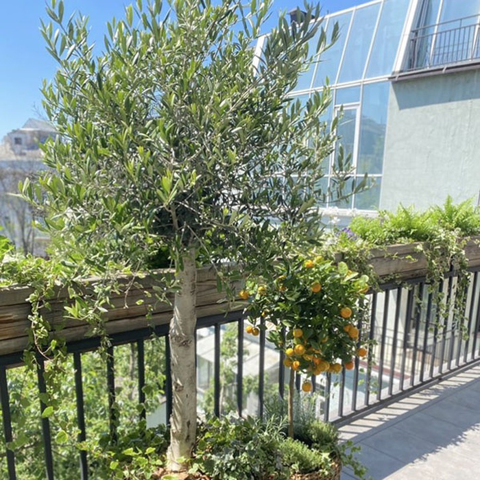 Деревце Оливи ХL в горщику