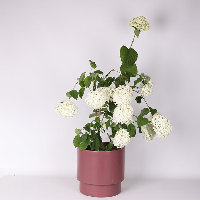 Гортензия Mix в горшке, М