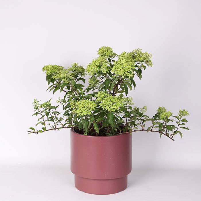 Гортензия Mix в горшке, М