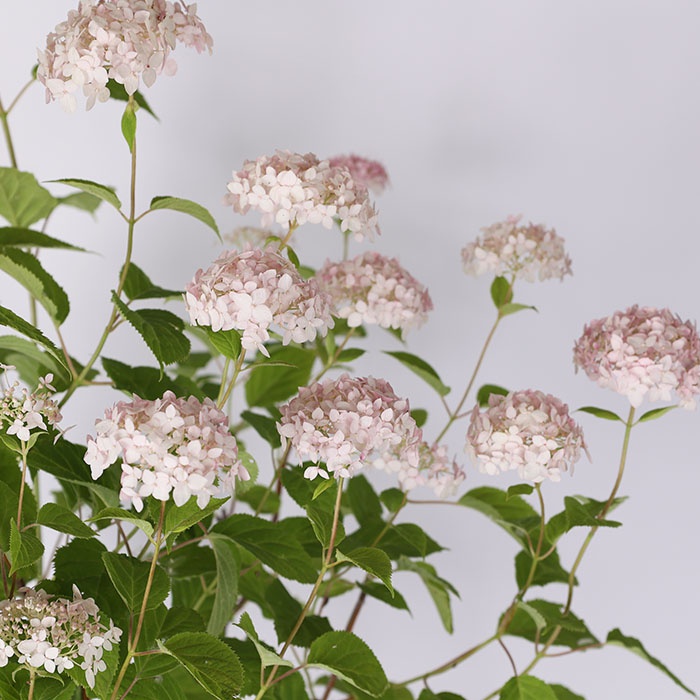 Гортензия Mix в горшке, М