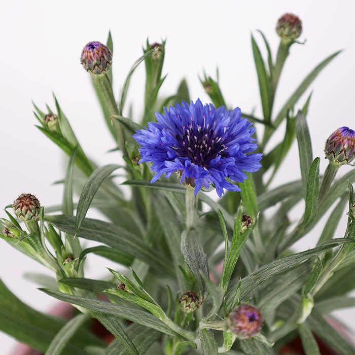 Василек в горшке