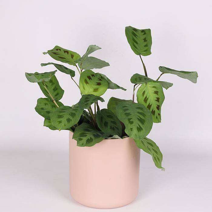 Маранта беложильчатая в горшке