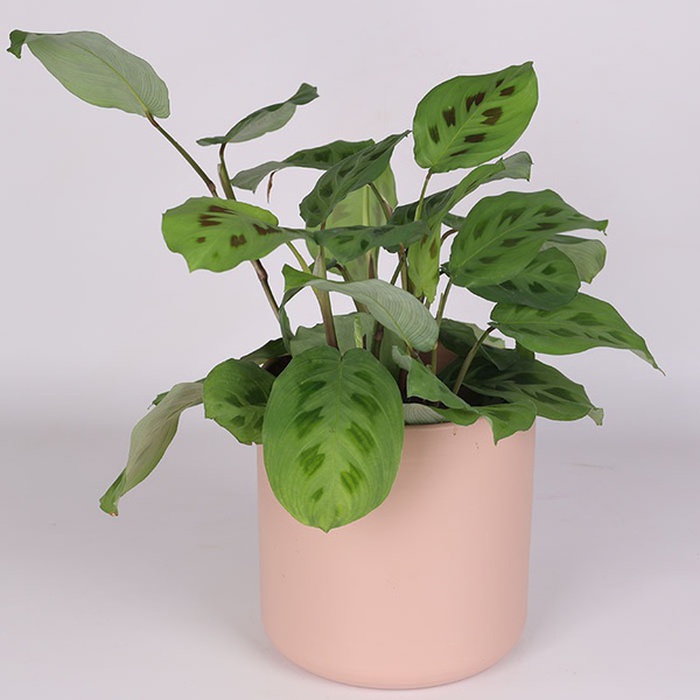 Маранта беложильчатая в горшке