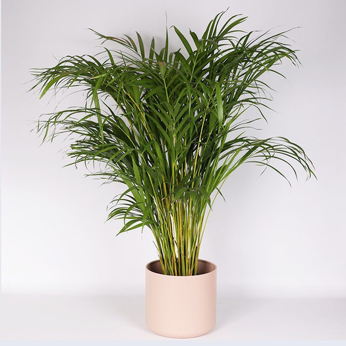 Дипсис у горщику, M