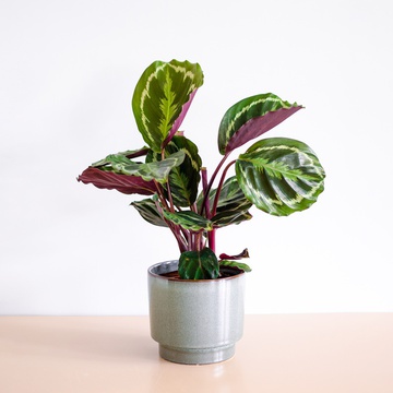 Калатея Shinestar в горшке