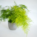 Аспарагус Setaceus в горшке, S