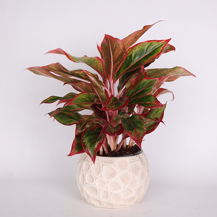 Аглаонема Crete в горщику