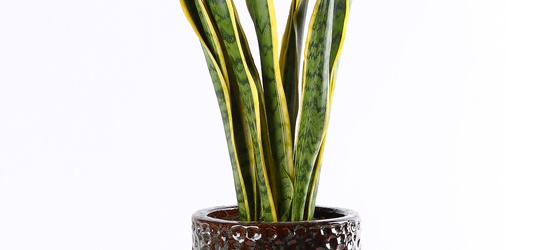 Акция на декоративно-лиственные растения