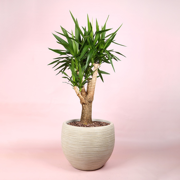 Юкка (Yucca Elephantipes) в горщику