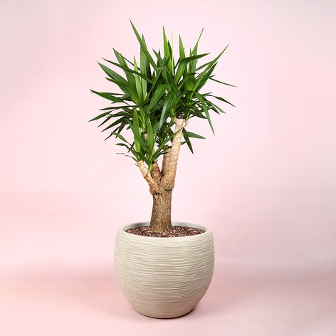 Юкка (Yucca Elephantipes) в горщику