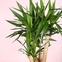 Юкка (Yucca Elephantipes) в горщику