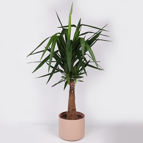 Юкка (Yucca Elephantipes) в горщику