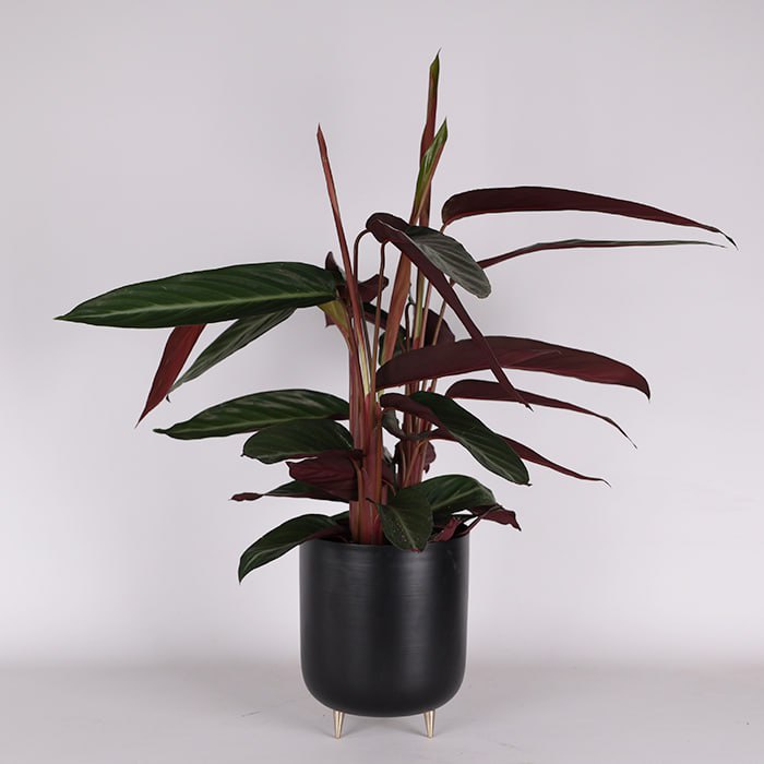 Строманта Stripestar в горщику