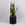 Сансівієрія Лаурентія (Sansevieria Laurentii) в горщику, L