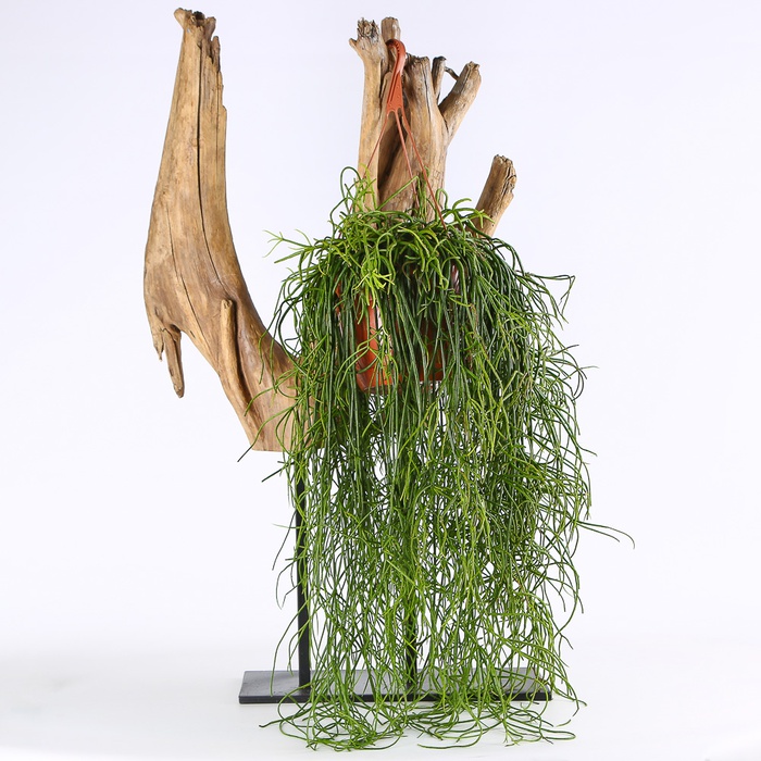 Рипсалис (Rhipsalis Baccifera) в горшке