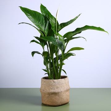 Спатифілум в горшку, XL