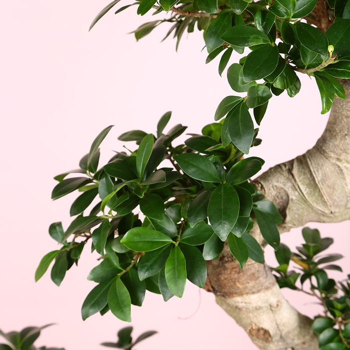 Фікус Ginseng в горщику, L