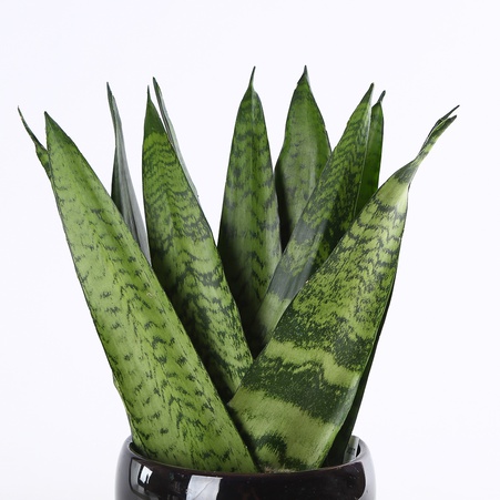 Сансивиерия Zey в горшке