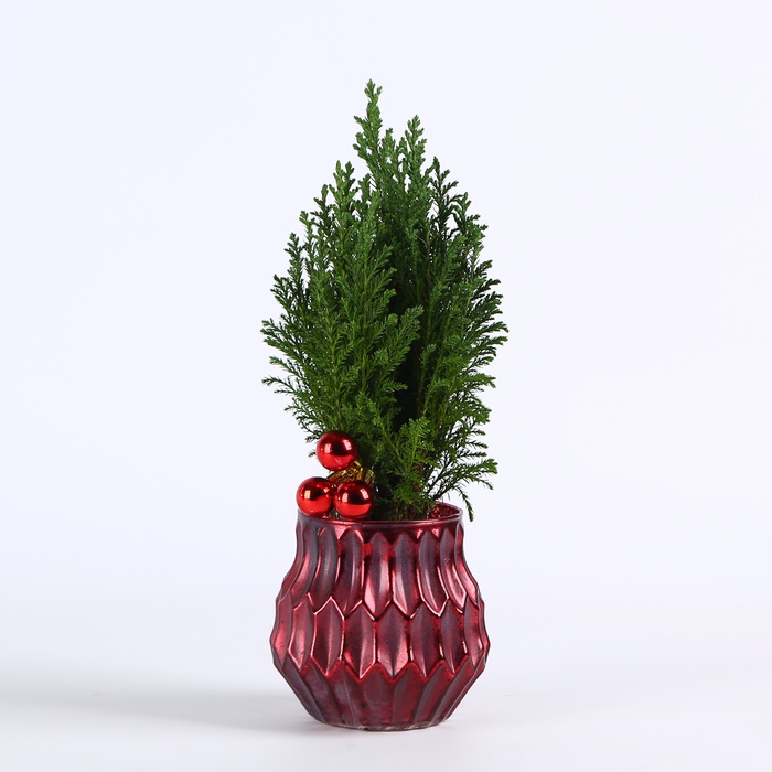 Композиция "Яркая зима"