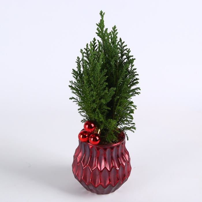 Композиция "Яркая зима"