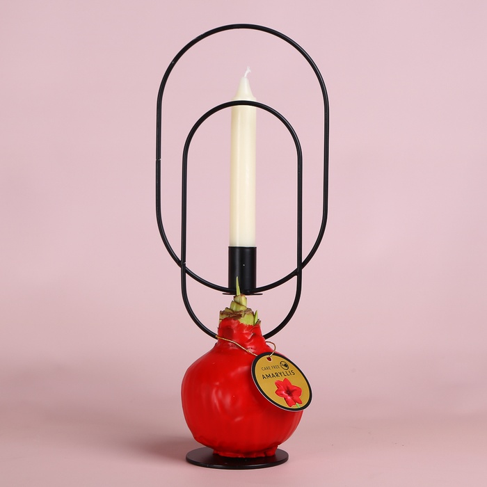 Амариліс новорічний