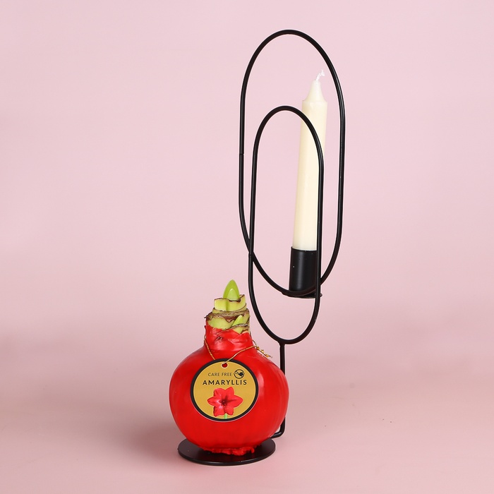 Амариліс новорічний