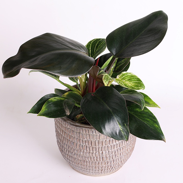 Філодендрон Біркін (Philodendron Birkin)