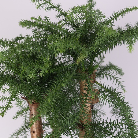 Араукария (Cunninghamii Bonsai) в горшке