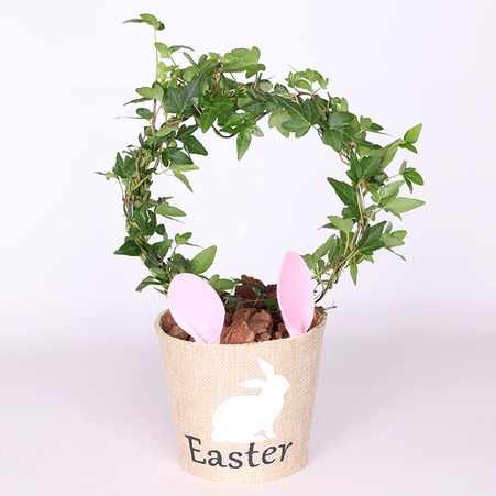 Хедера (Hedera Bow Shamrock) в горшке