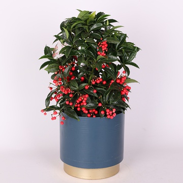 Ардізія Крената в горщику