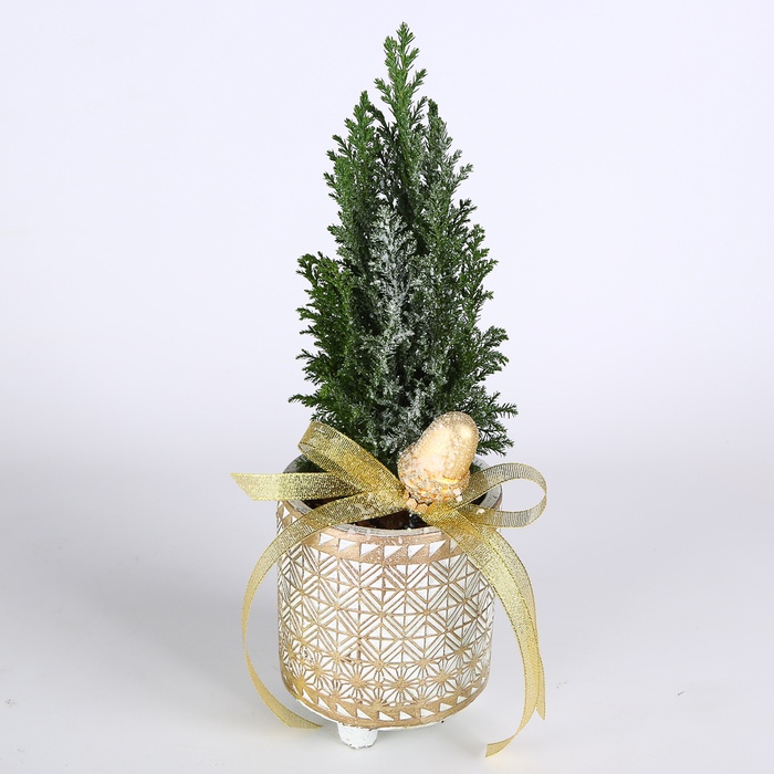 Композиция в кашпо "Изумрудный шарм"