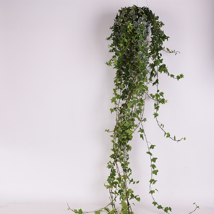 Хедера (Hedera Mono Lisa) у горщику