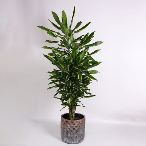 Драцена (Dracaena Frag Gold Coast) у горщику