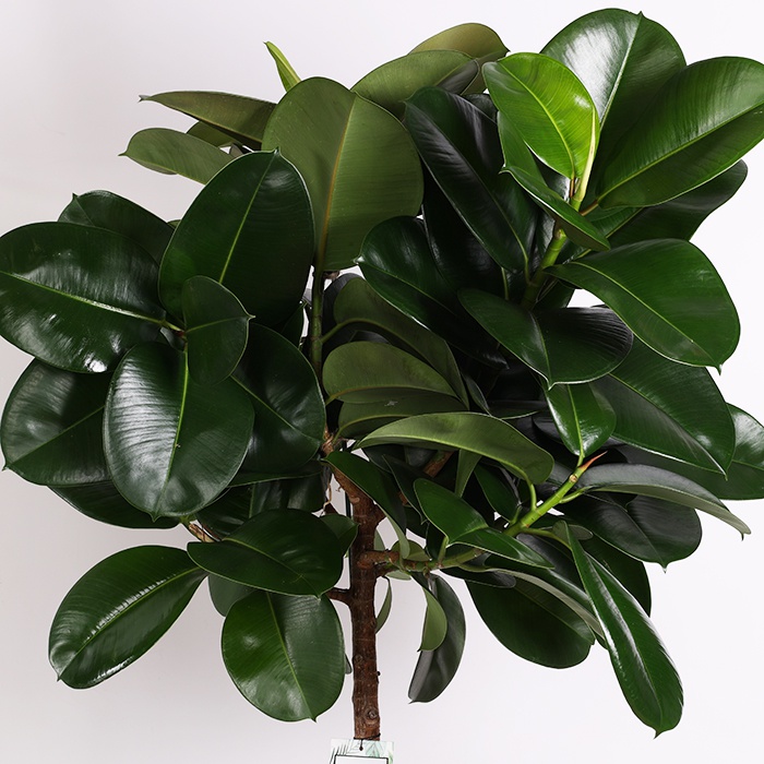 Фикус (Elastica robusta) в горшке