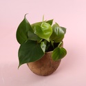 Філодендрон (Philodendron Scandens) в горщику