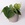 Філодендрон (Philodendron Scandens) в горщику
