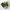 Філодендрон (Philodendron Scandens) в горщику