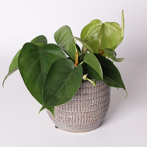 Філодендрон (Philodendron Scandens) в горщику