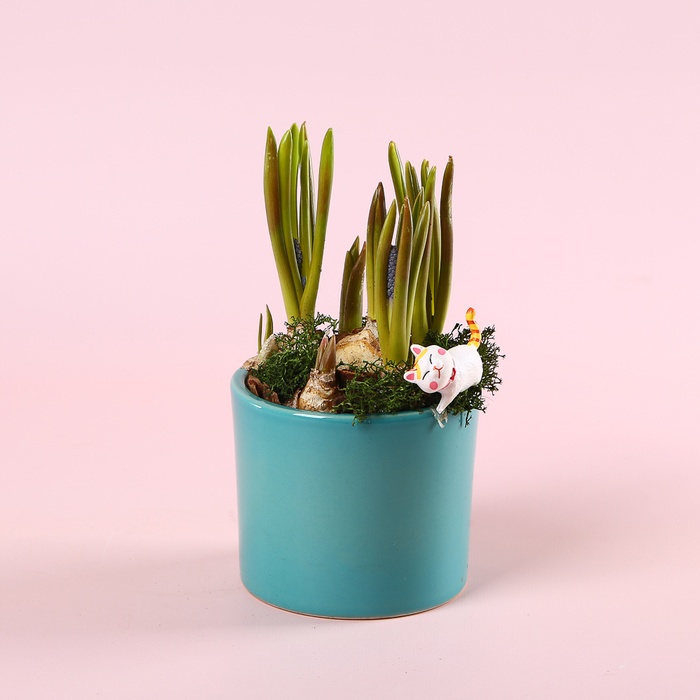 Мускарі в керамічному кашпо