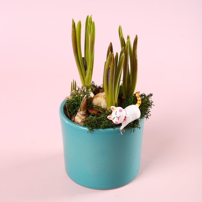 Мускарі в керамічному кашпо