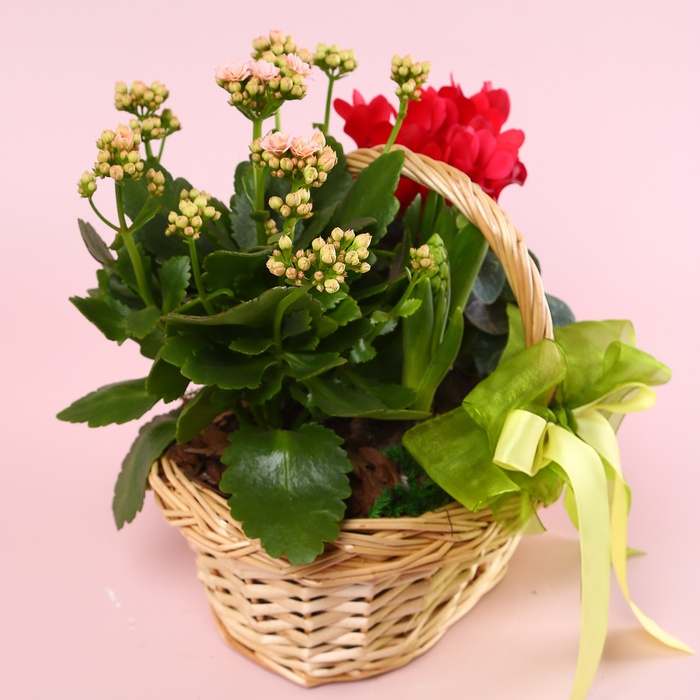 Кошик "Весняне пробудження"